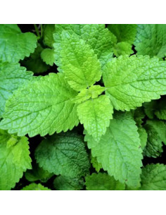 Arôme Alimentaire Herbe Menthe