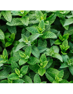 copy of E-Liquid Baltazar -...