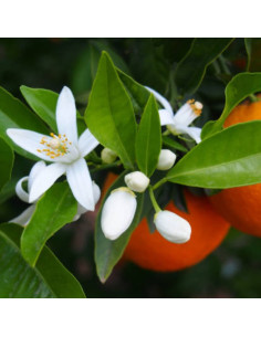 Arôme Alimentaire Fleurs...